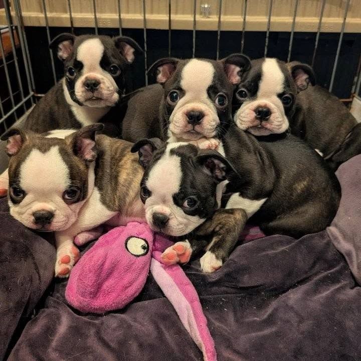 Boston-Terrier-Welpen suchen ein neues Zuhause