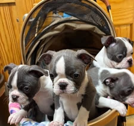 Boston-Terrier-Welpen suchen ein neues Zuhause