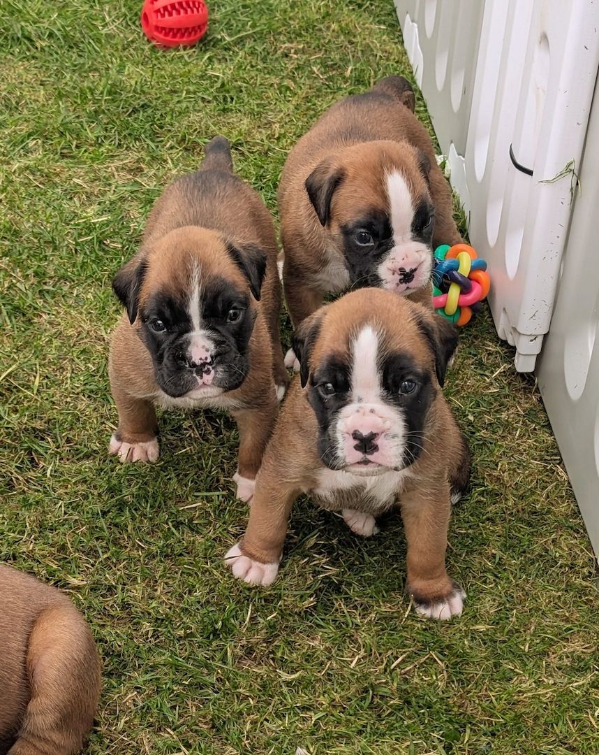 Boxer-Welpen suchen ein neues Zuhause