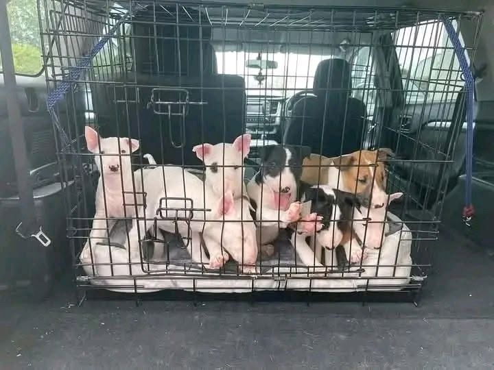 Bullterrier-Welpen suchen ein neues Zuhause