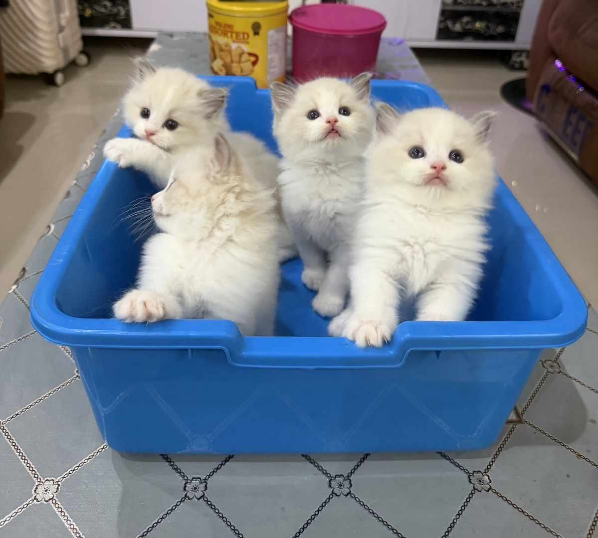 🐾 Wunderschöne Ragdoll-Kätzchen suchen ein Zuhause 🐾