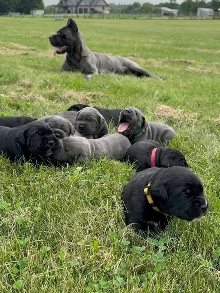 Cane-Corso-Welpen suchen ein neues Zuhause