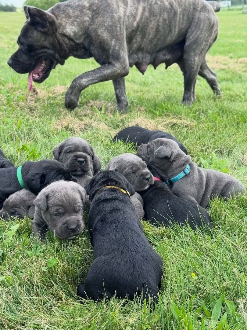Cane-Corso-Welpen suchen ein neues Zuhause
