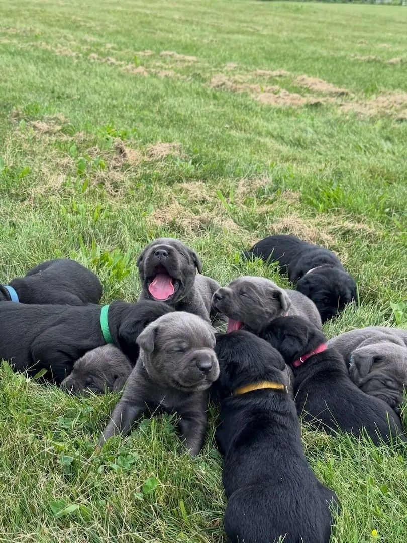 Cane-Corso-Welpen suchen ein neues Zuhause