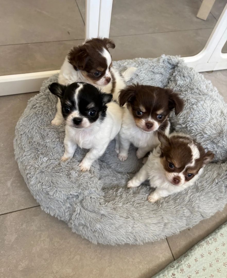 Chihuahua-Welpen suchen ein neues Zuhause