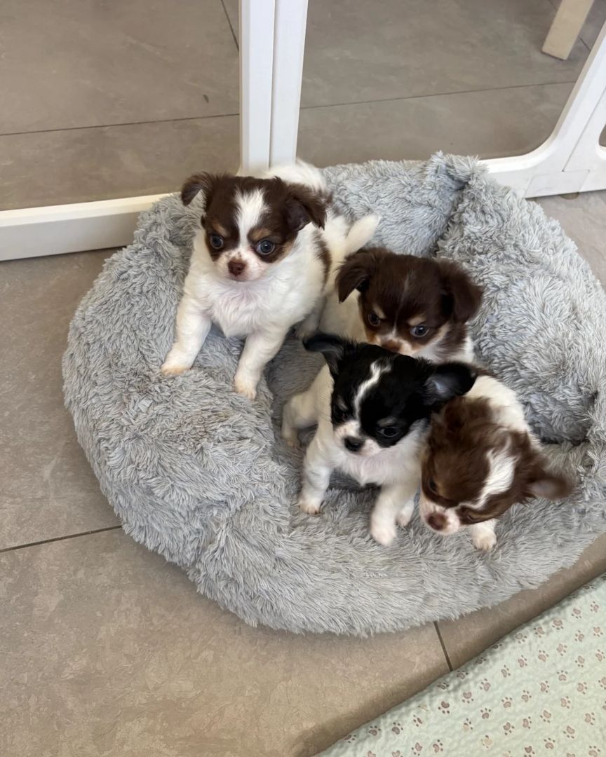 Chihuahua-Welpen suchen ein neues Zuhause