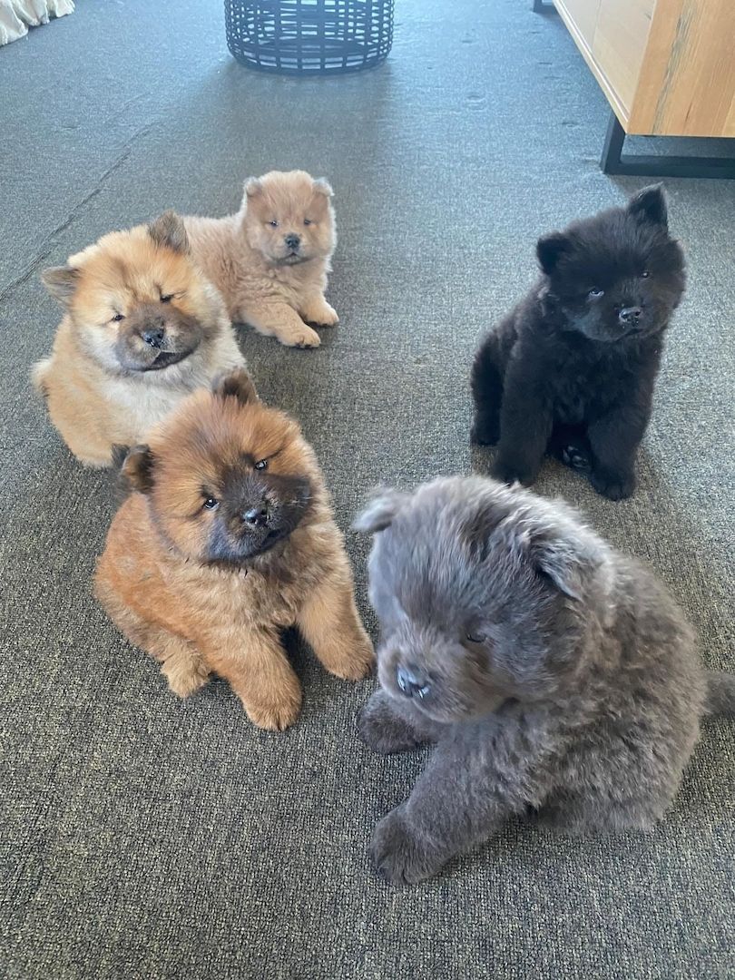 Chow-Chow-Welpen suchen ein neues Zuhause