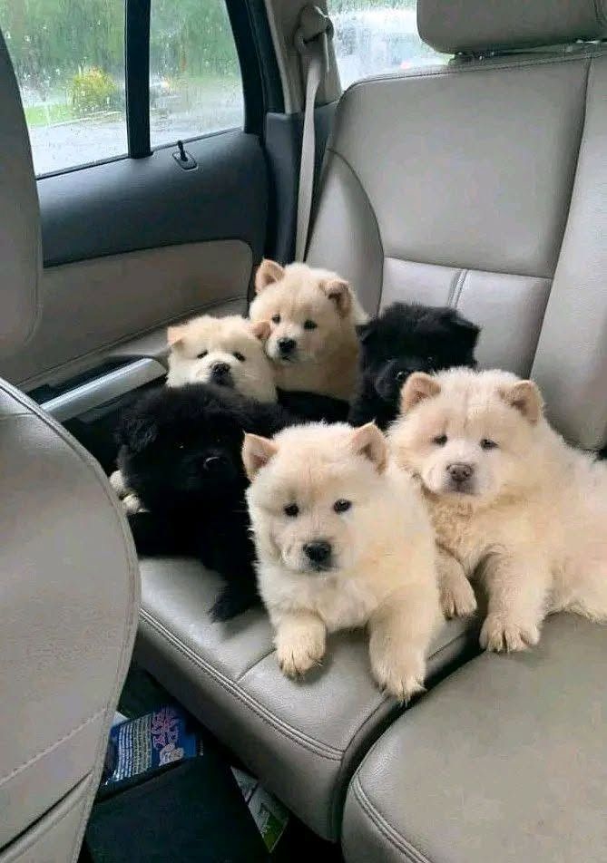 Chow-Chow-Welpen suchen ein neues Zuhause