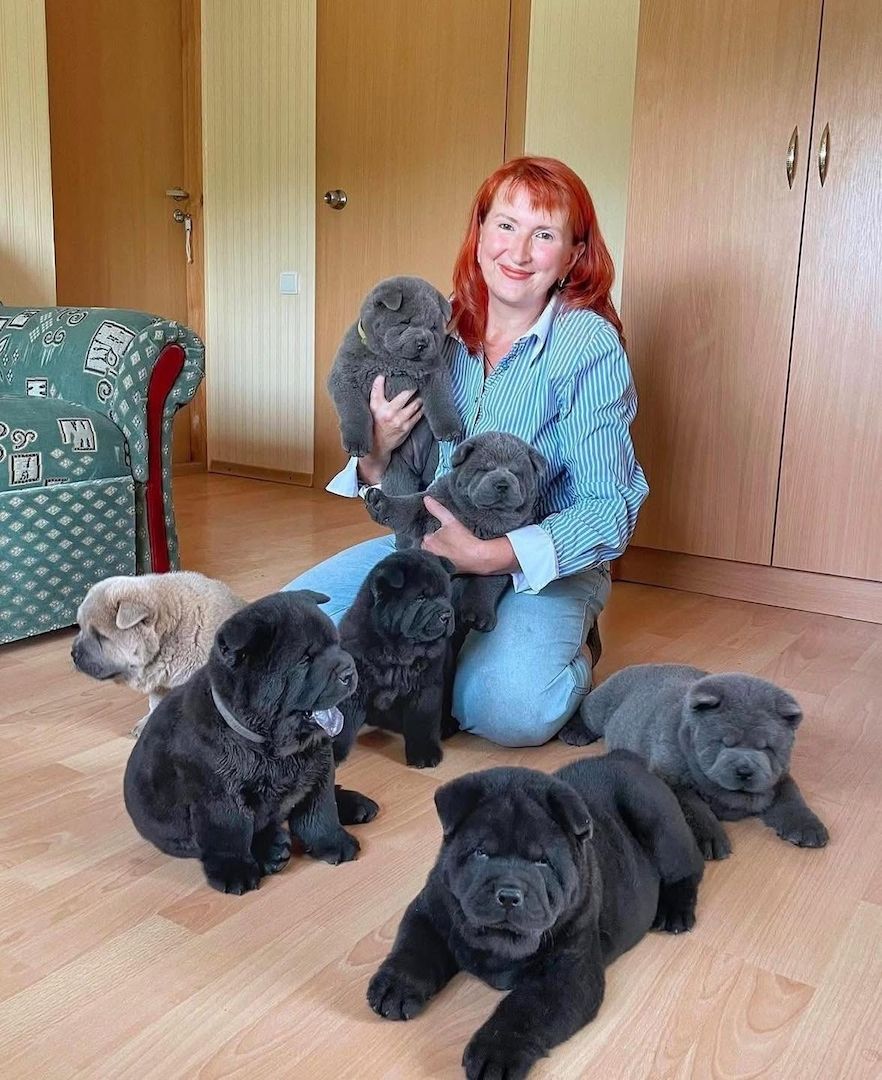 Chow-Chow-Welpen suchen ein neues Zuhause