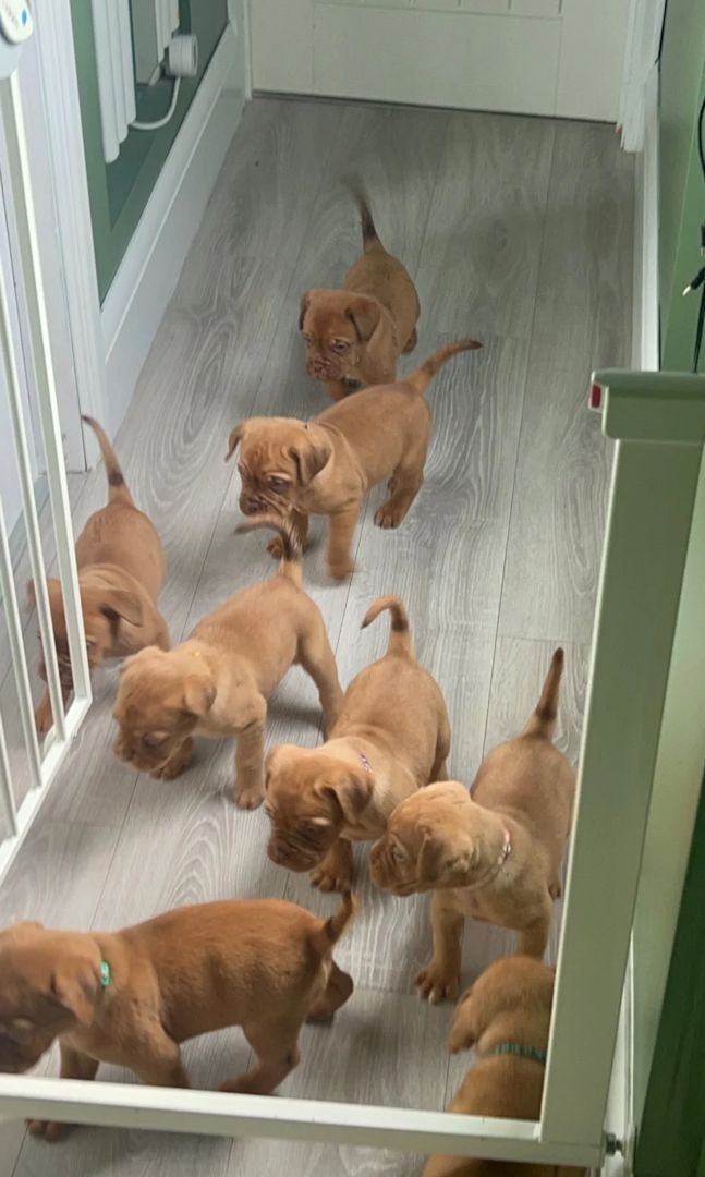 Dogue-de-Bordeaux-Welpen suchen ein neues Zuhause