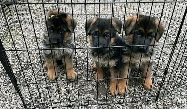 Schäferhund-Welpen suchen ein neues Zuhause