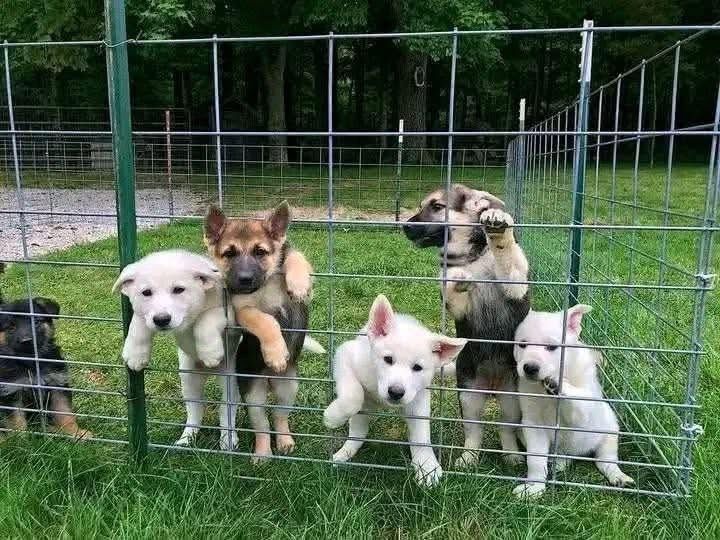 Schäferhund-Welpen suchen ein neues Zuhause