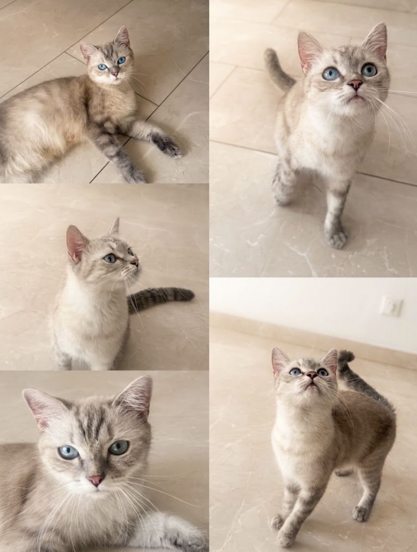 Kitty BKH Weiß Blaue Augen 1,5 Jahre