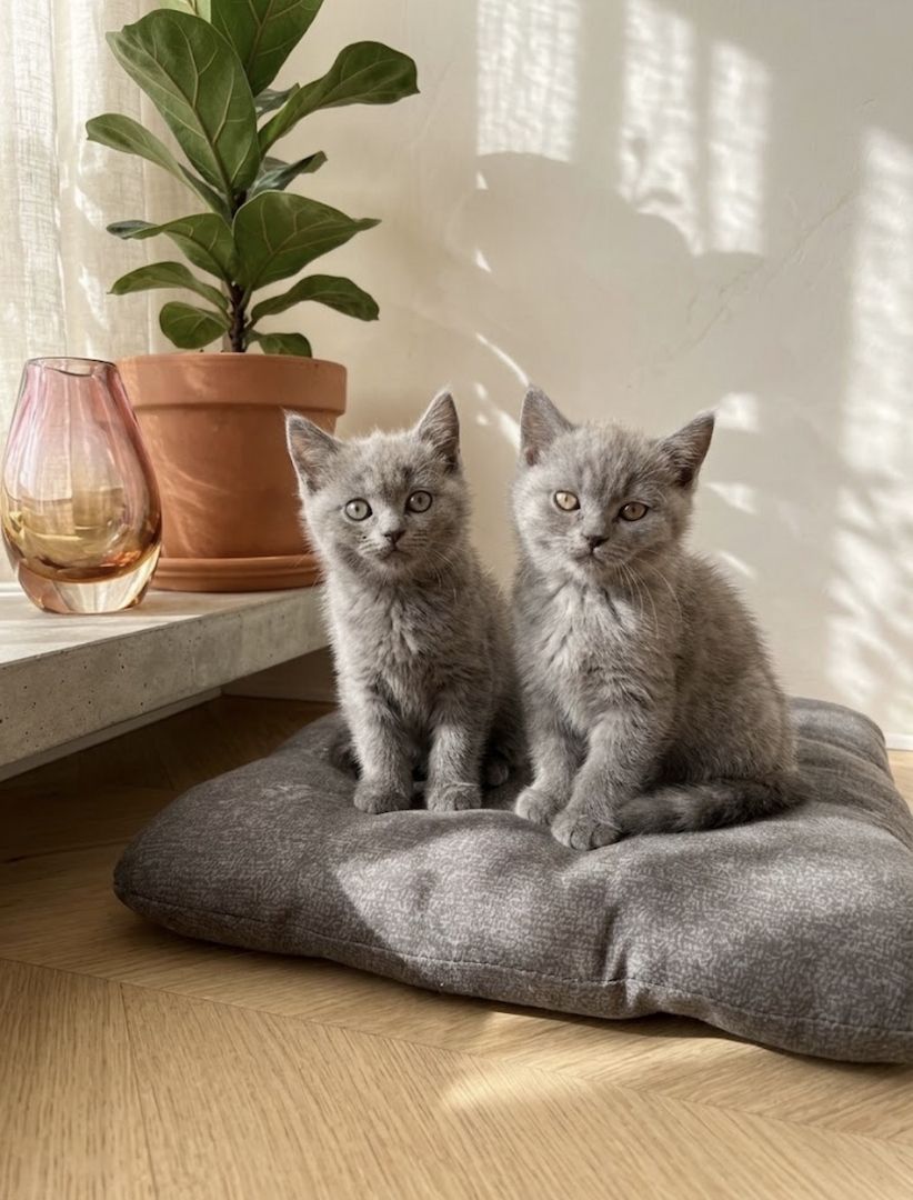 7 wunderschöne BKH und BLH Kitten 13 Wochen alt