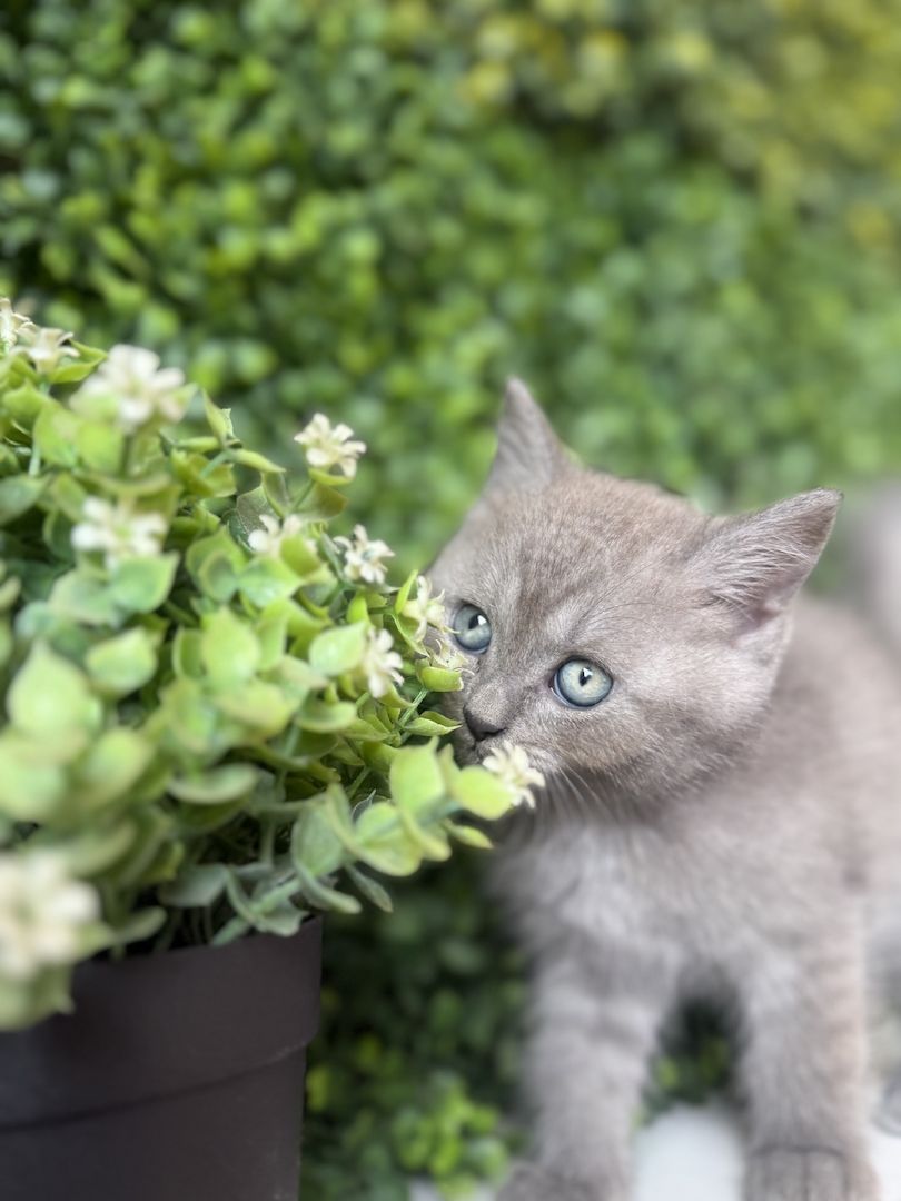 7 wunderschöne BKH und BLH Kitten 13 Wochen alt