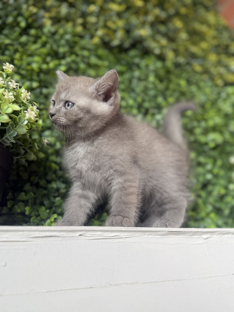 7 wunderschöne BKH und BLH Kitten 13 Wochen alt