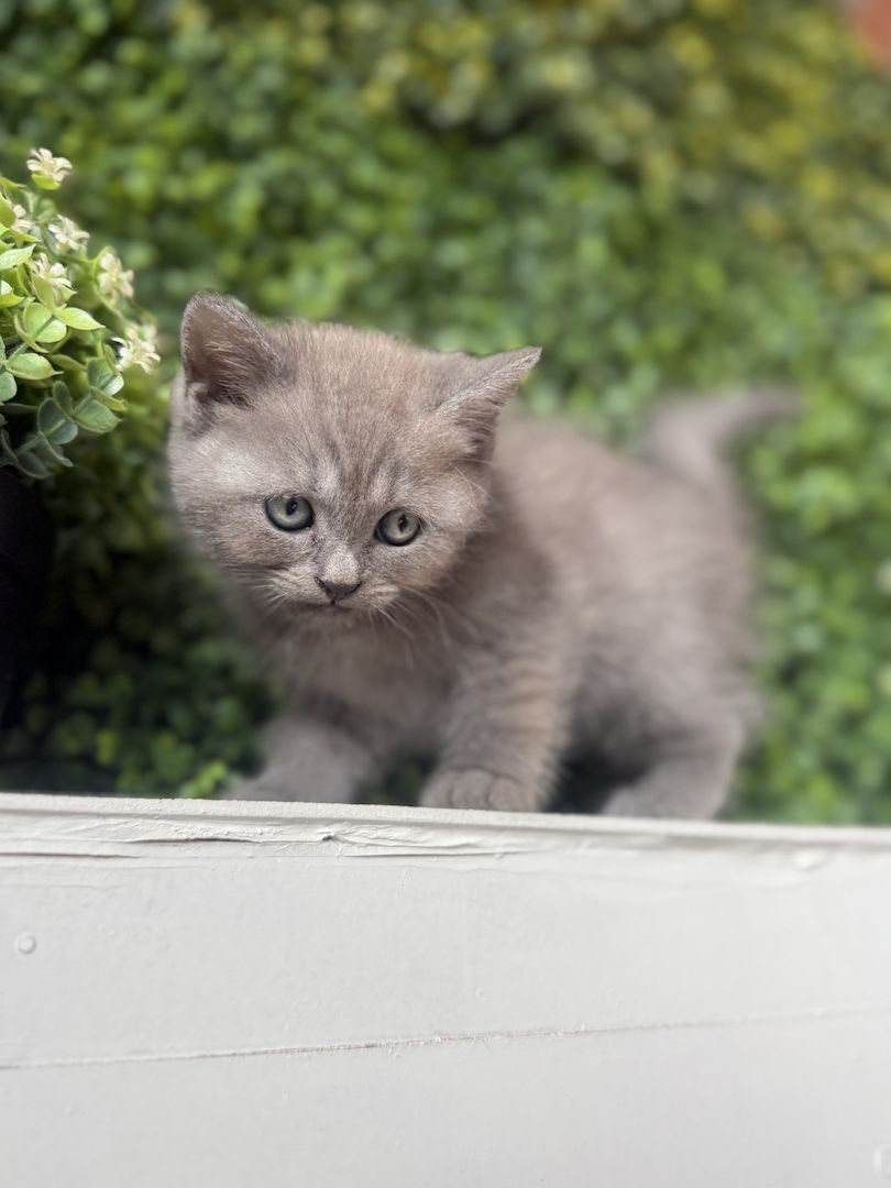 7 wunderschöne BKH und BLH Kitten 13 Wochen alt