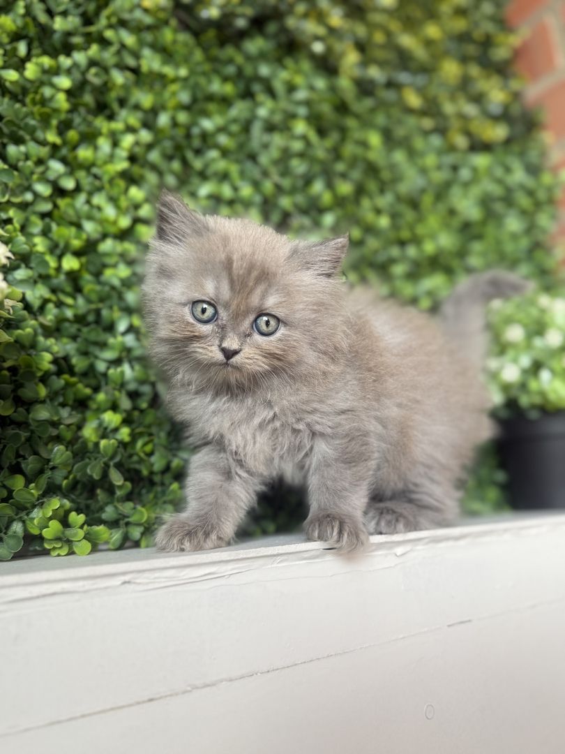 7 wunderschöne BKH und BLH Kitten 13 Wochen alt