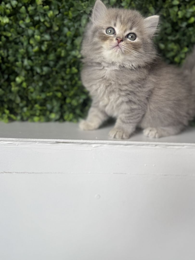 7 wunderschöne BKH und BLH Kitten 13 Wochen alt