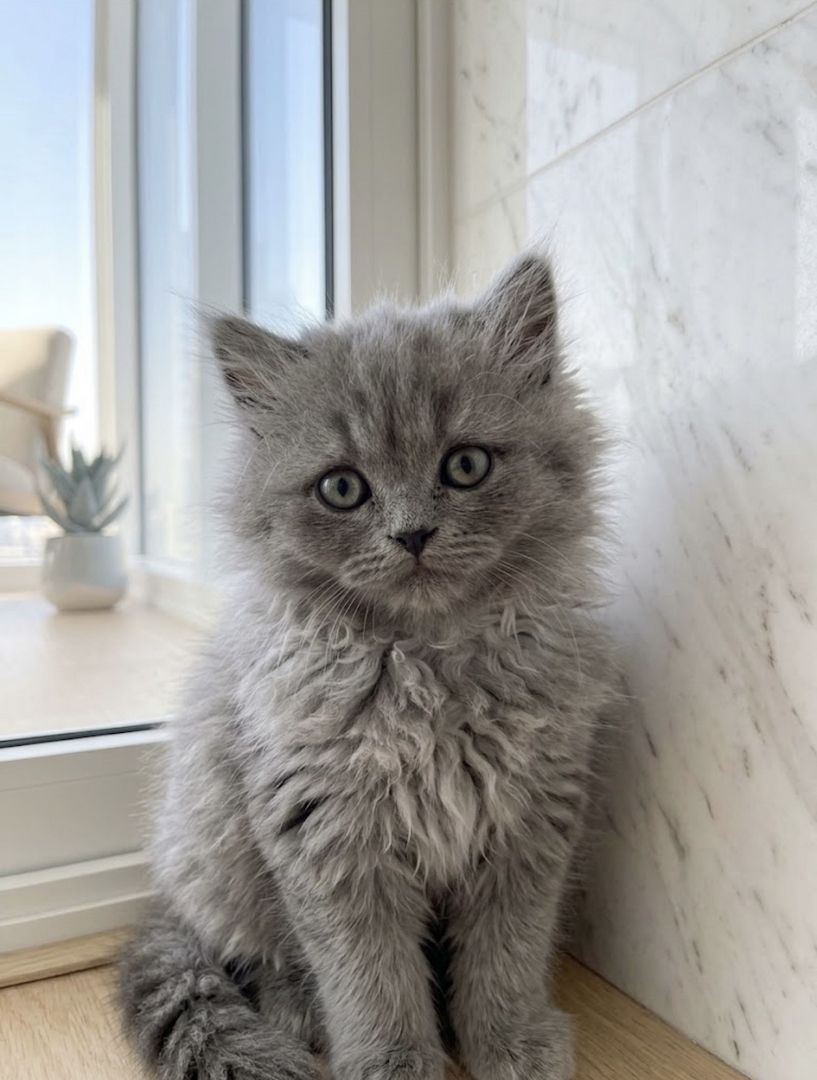 7 wunderschöne BKH und BLH Kitten 13 Wochen alt