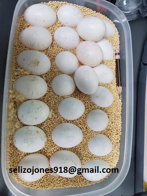 Nymphensittiche, Senegal & Conures