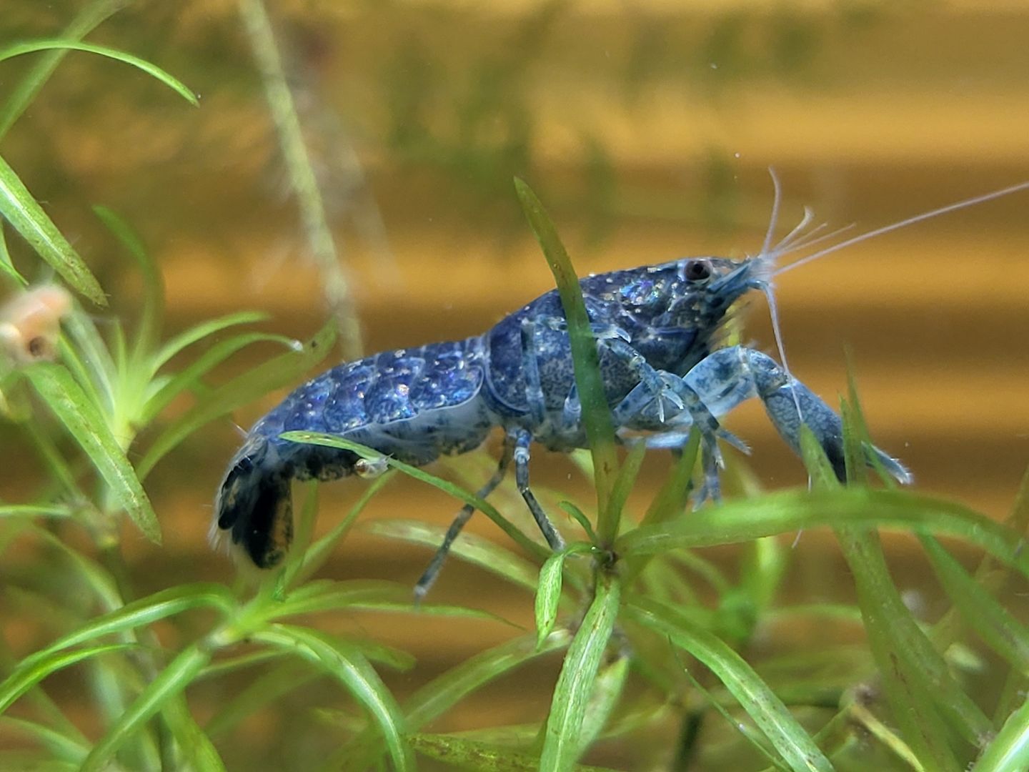 Cambarellus diminutus (1–2,5 cm) Mini-Krebse blau Zwergflusskrebs