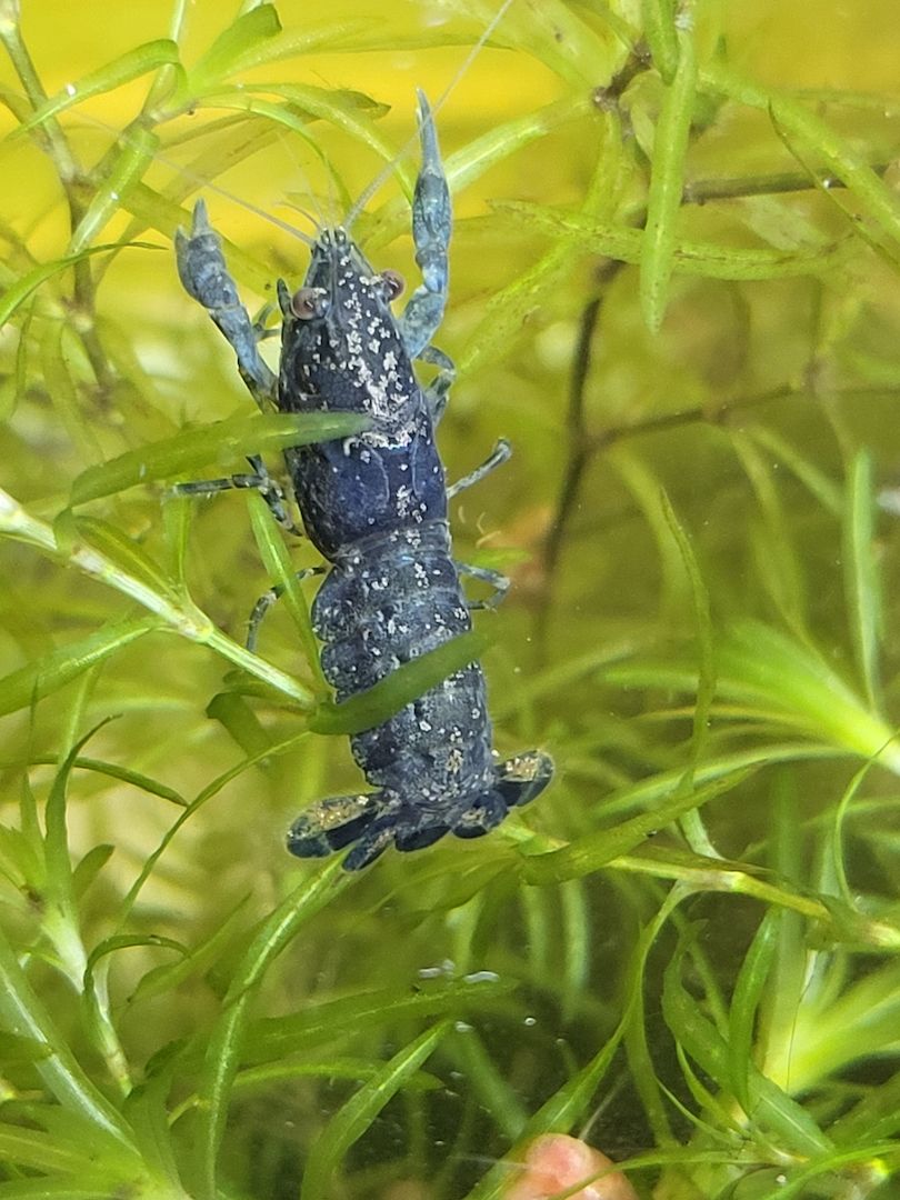 Cambarellus diminutus (1–2,5 cm) Mini-Krebse blau Zwergflusskrebs