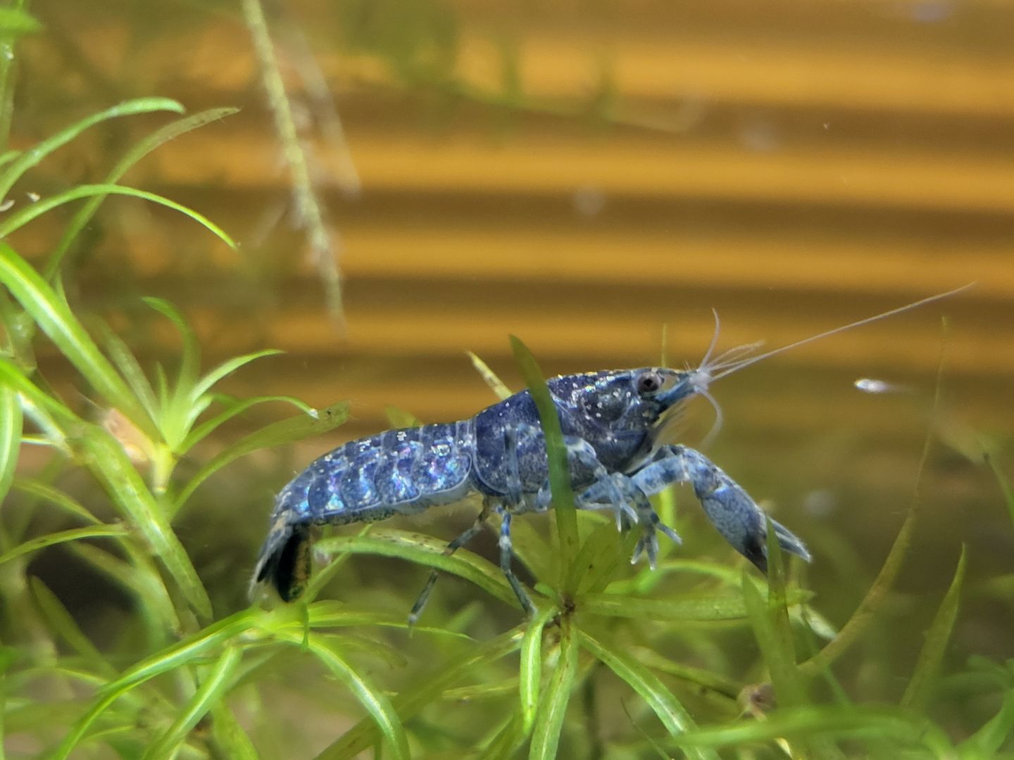 Cambarellus diminutus (1–2,5 cm) Mini-Krebse blau Zwergflusskrebs