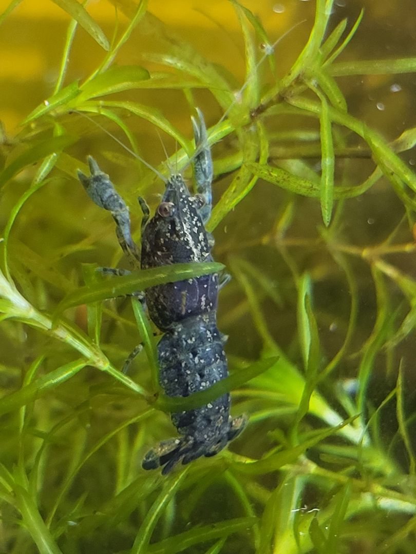 Cambarellus diminutus (1–2,5 cm) Mini-Krebse blau Zwergflusskrebs