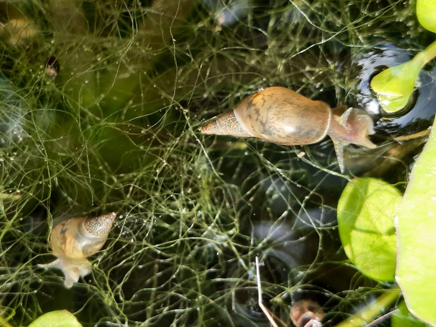 Yoda Spitzschlammschnecke Lymnaea stagnalis für Teich / Aquarium