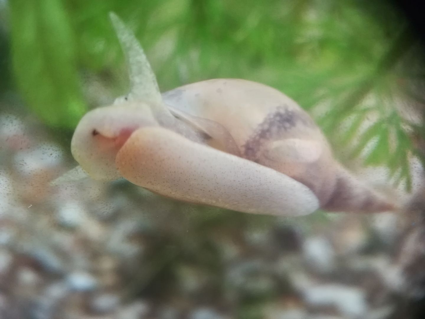 Yoda Spitzschlammschnecke Lymnaea stagnalis für Teich / Aquarium