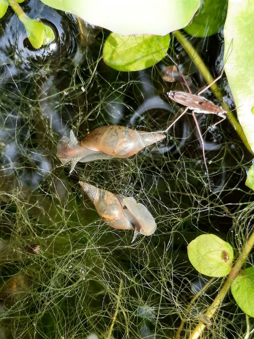 Yoda Spitzschlammschnecke Lymnaea stagnalis für Teich / Aquarium