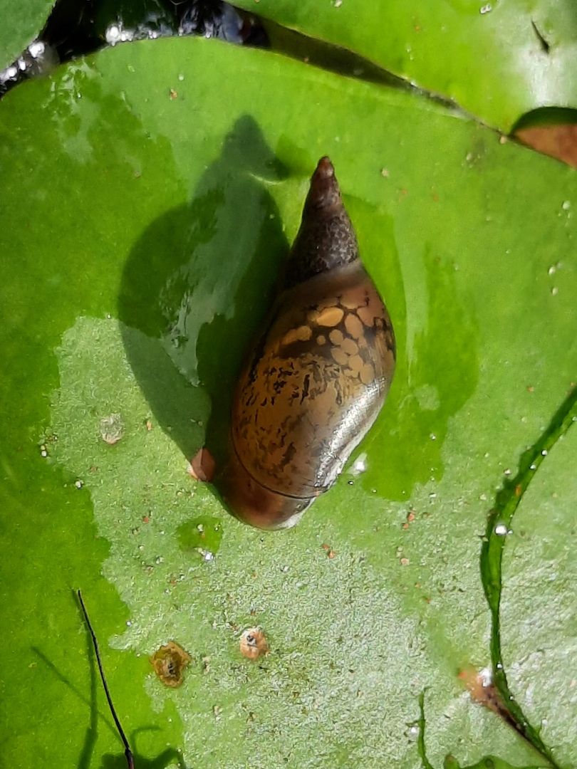 Yoda Spitzschlammschnecke Lymnaea stagnalis für Teich / Aquarium