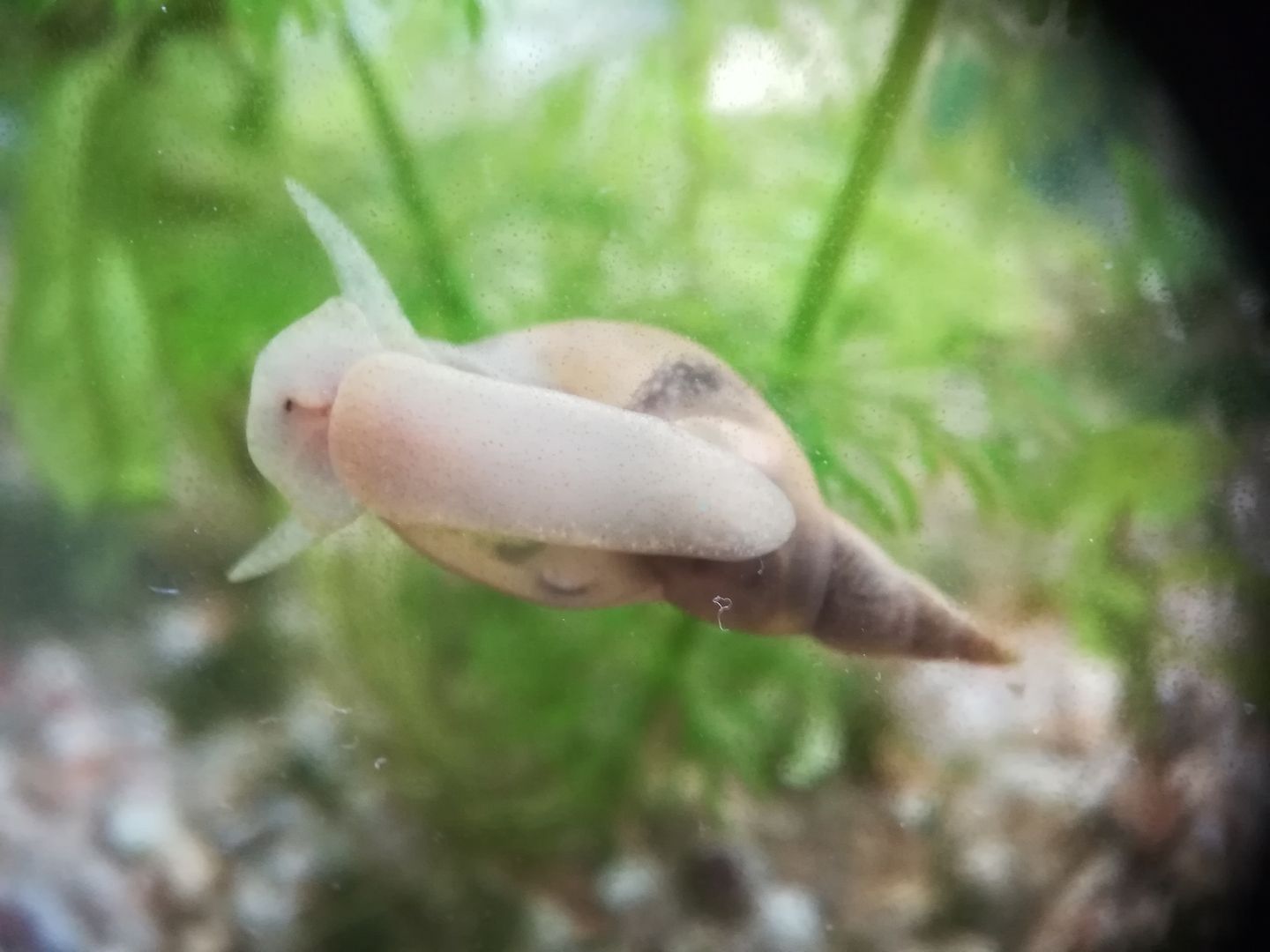 Yoda Spitzschlammschnecke Lymnaea stagnalis für Teich / Aquarium