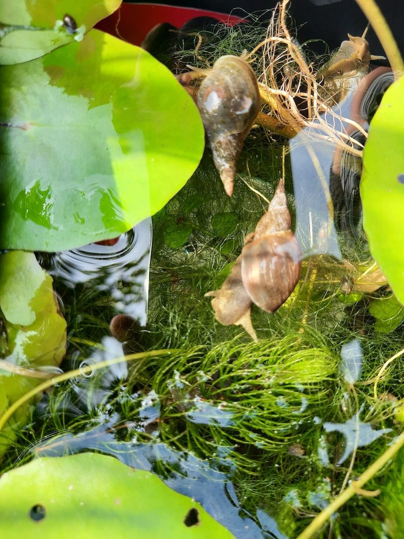 Yoda Spitzschlammschnecke Lymnaea stagnalis für Teich / Aquarium