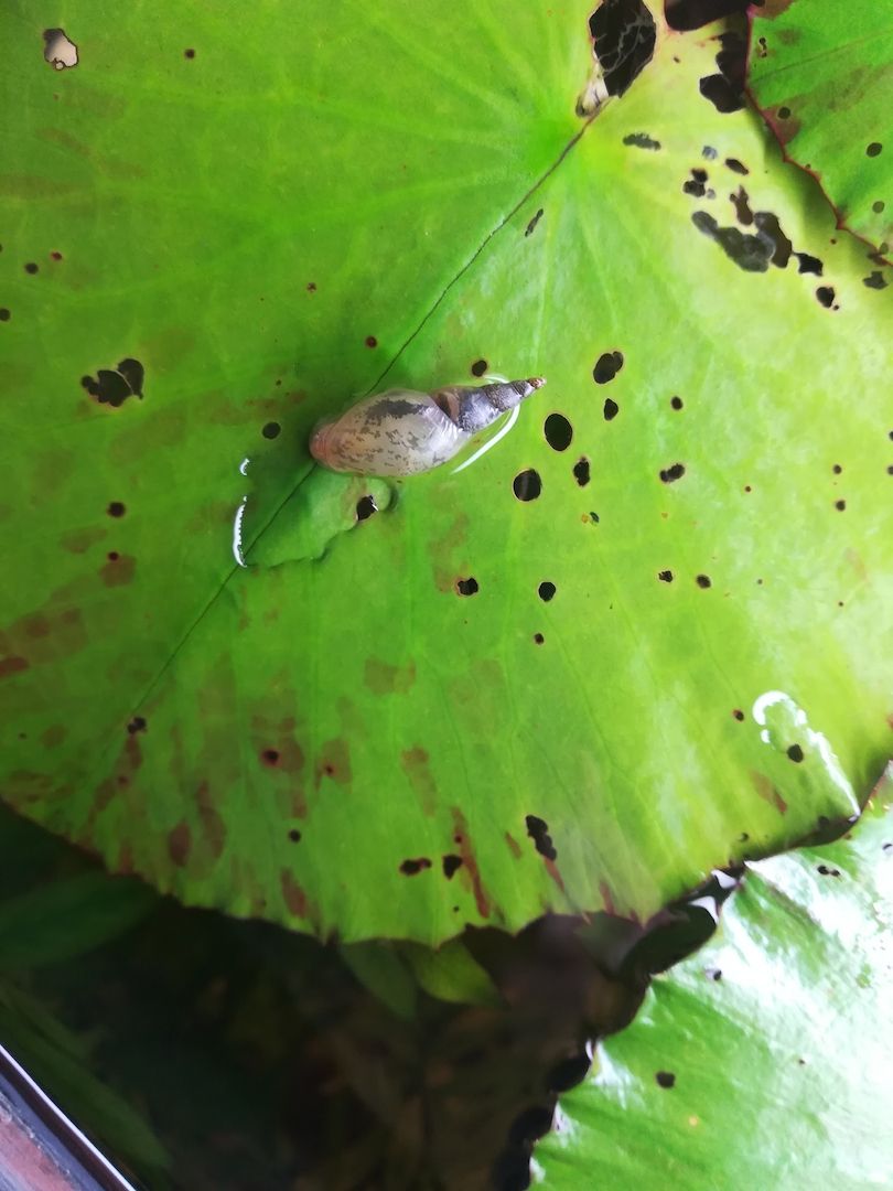 Yoda Spitzschlammschnecke Lymnaea stagnalis für Teich / Aquarium