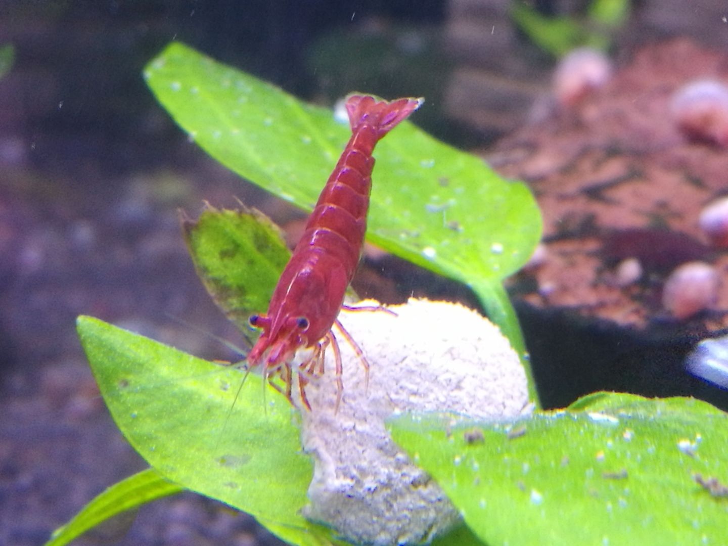 gut gefärbte Bloody Mary Garnelen (Neocaridina davidi) rot