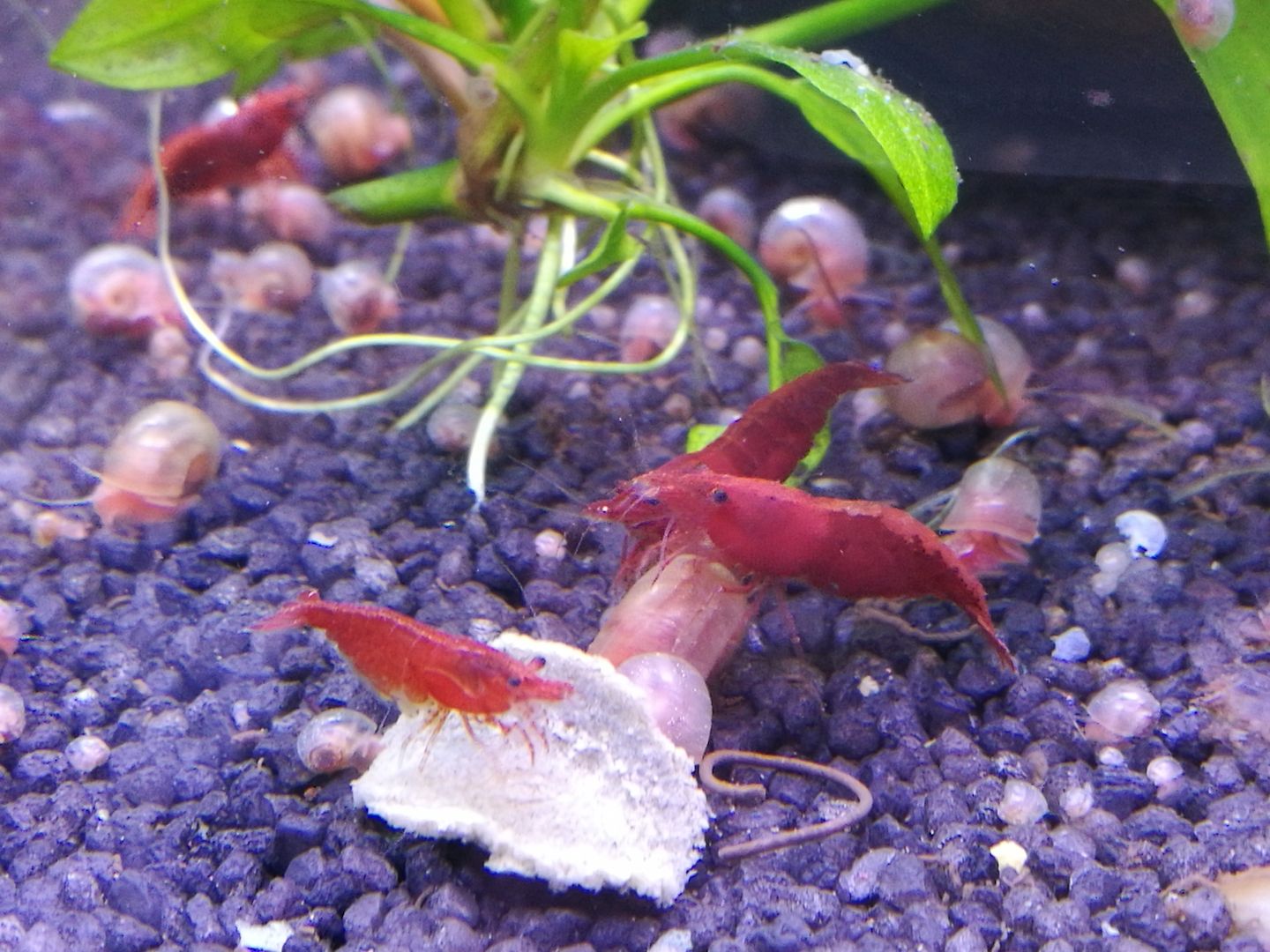 gut gefärbte Bloody Mary Garnelen (Neocaridina davidi) rot