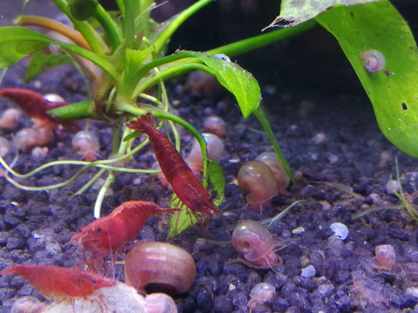 gut gefärbte Bloody Mary Garnelen (Neocaridina davidi) rot