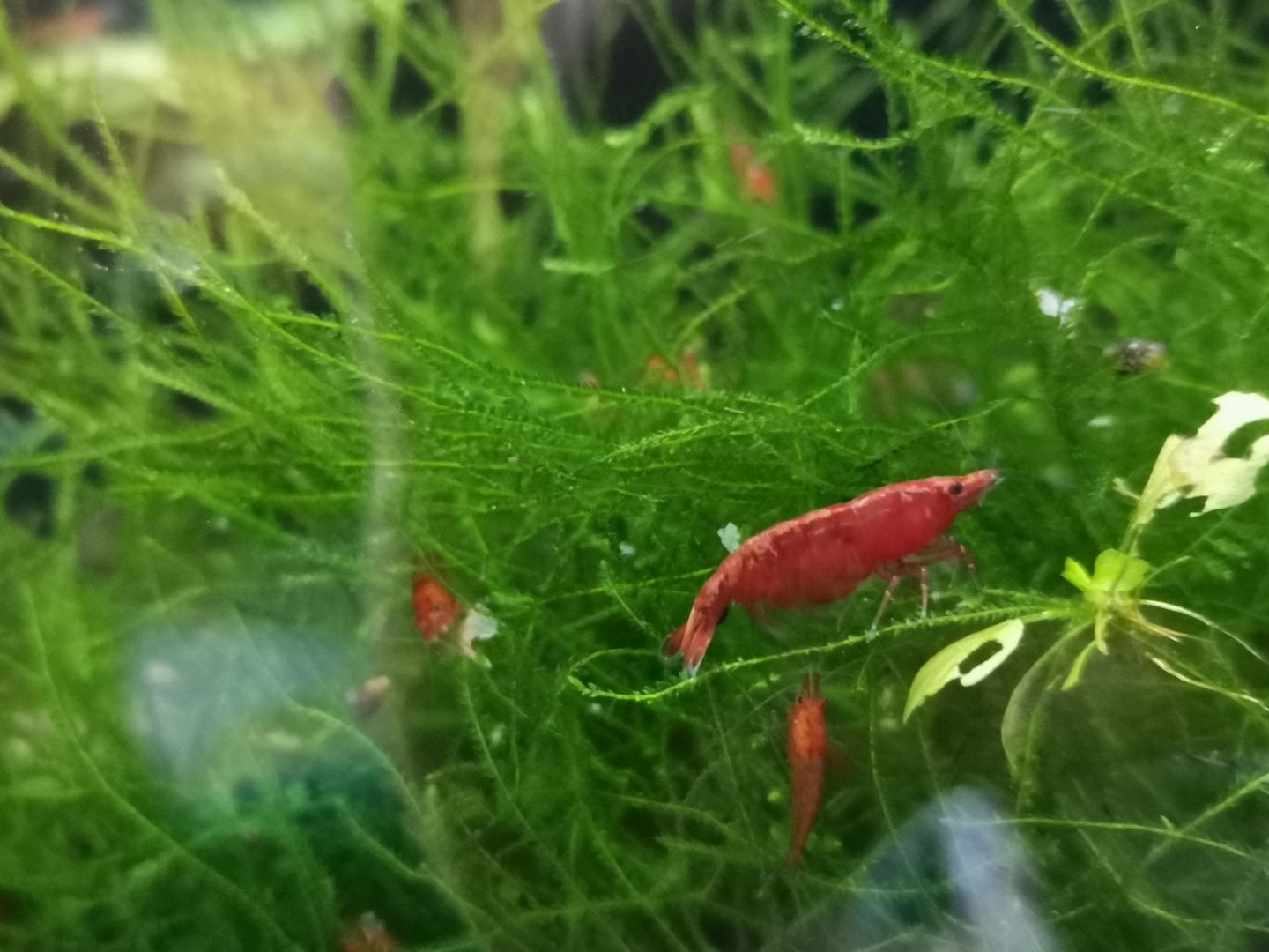 gut gefärbte Bloody Mary Garnelen (Neocaridina davidi) rot