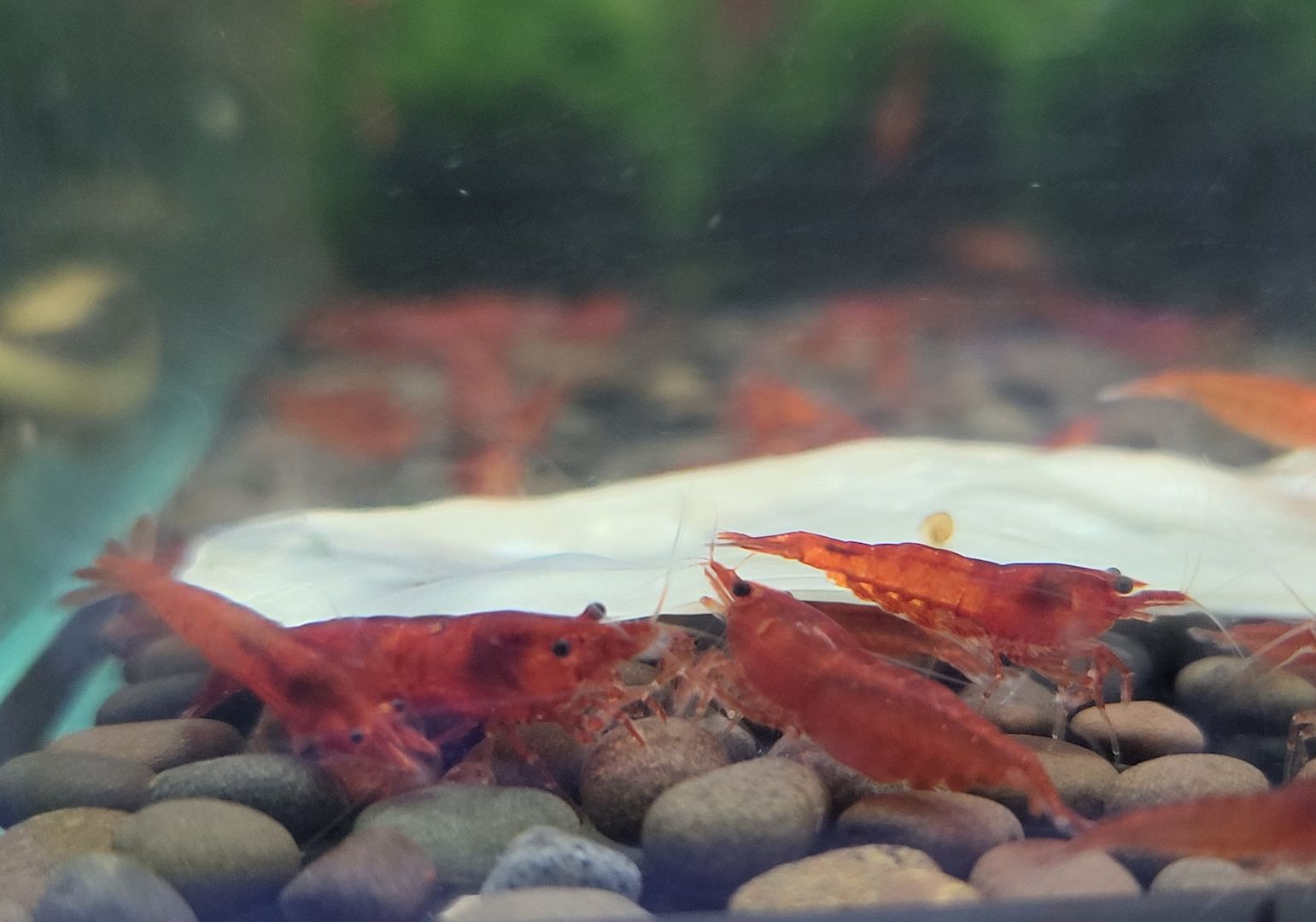 gut gefärbte Bloody Mary Garnelen (Neocaridina davidi) rot
