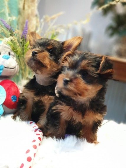 Bezaubernde Yorkshire-Terrier-Welpen suchen ein liebevolles Zuhause.
