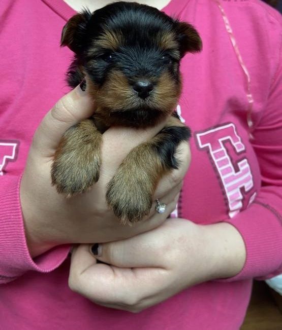 Bezaubernde Yorkshire-Terrier-Welpen suchen ein liebevolles Zuhause.