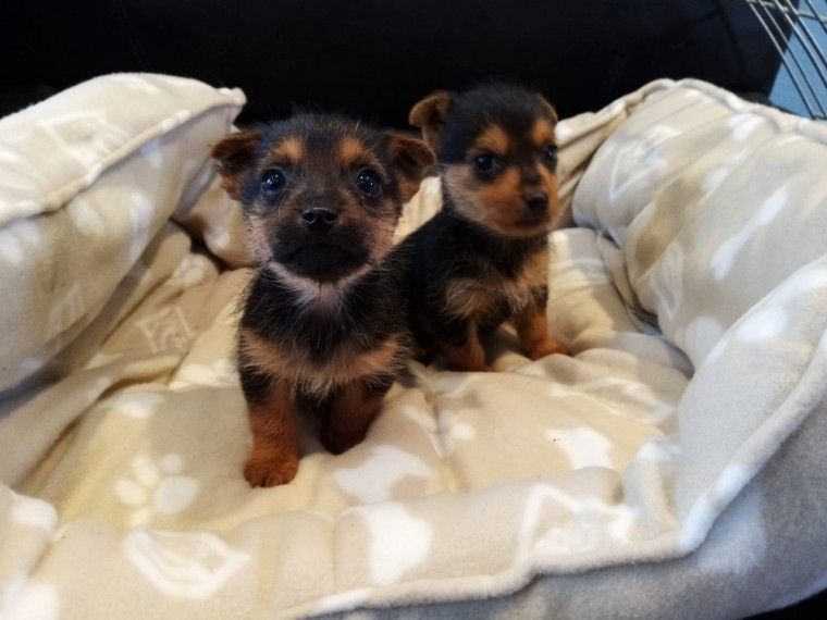 Bezaubernde Yorkshire-Terrier-Welpen suchen ein liebevolles Zuhause.