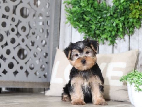 Bezaubernde Yorkshire-Terrier-Welpen suchen ein liebevolles Zuhause.
