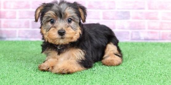 Bezaubernde Yorkshire-Terrier-Welpen suchen ein liebevolles Zuhause.