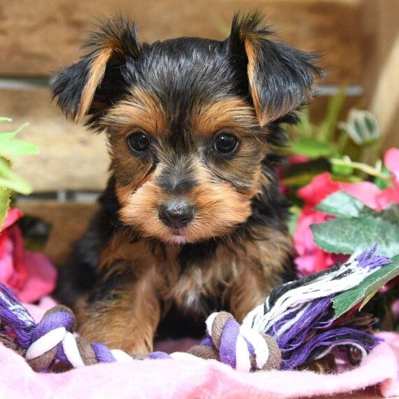 Bezaubernde Yorkshire-Terrier-Welpen suchen ein liebevolles Zuhause.