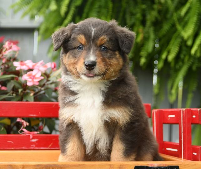 Liebevolle Australian Shepherd Welpen suchen ein liebevolles Zuhause