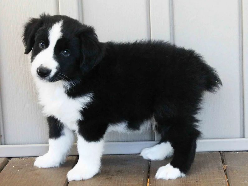 Liebevolle Australian Shepherd Welpen suchen ein liebevolles Zuhause