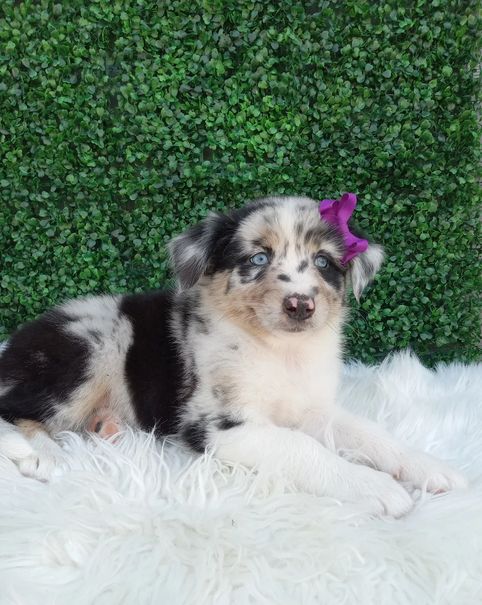 Liebevolle Australian Shepherd Welpen suchen ein liebevolles Zuhause